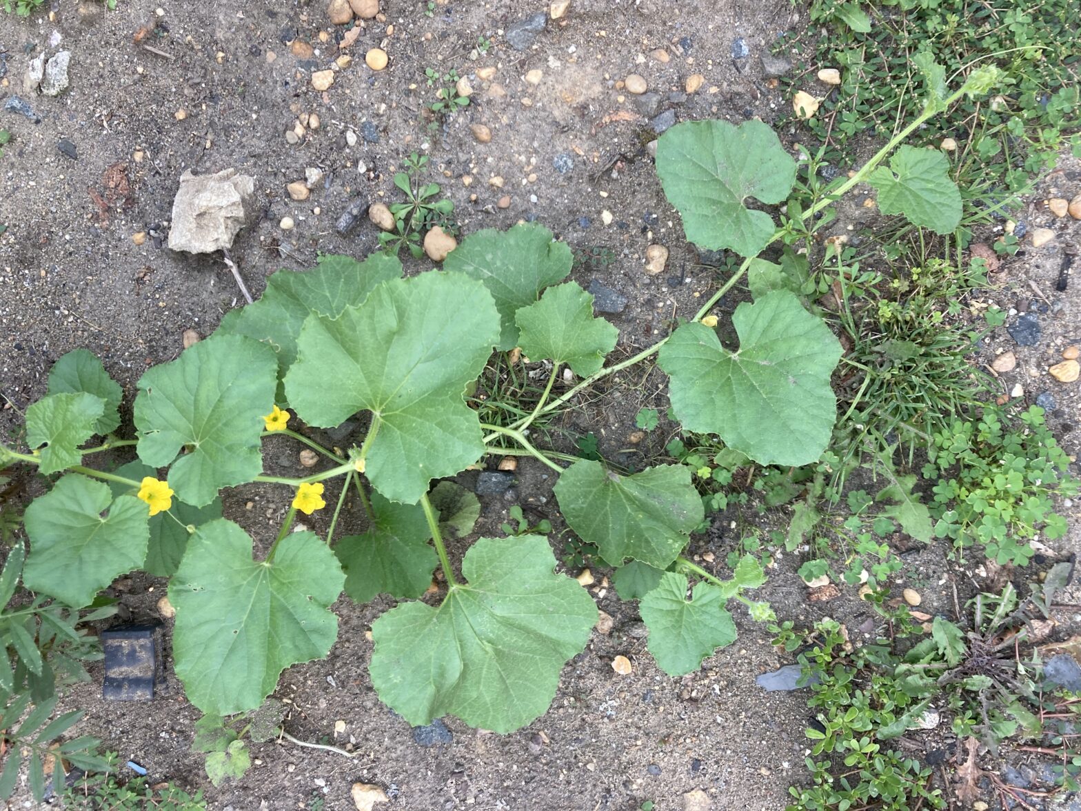 A broad-leafed vine with yellow flowers.